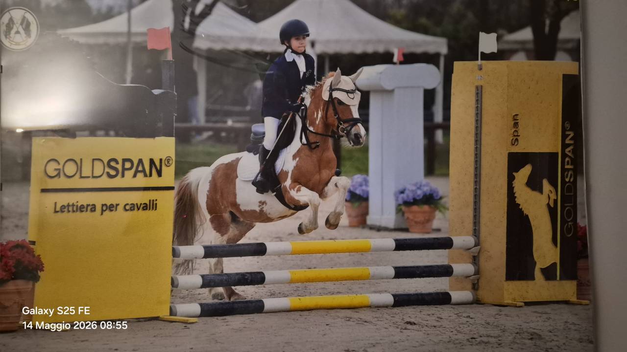 Mare Other Pony Breed For sale 2010 Coloured