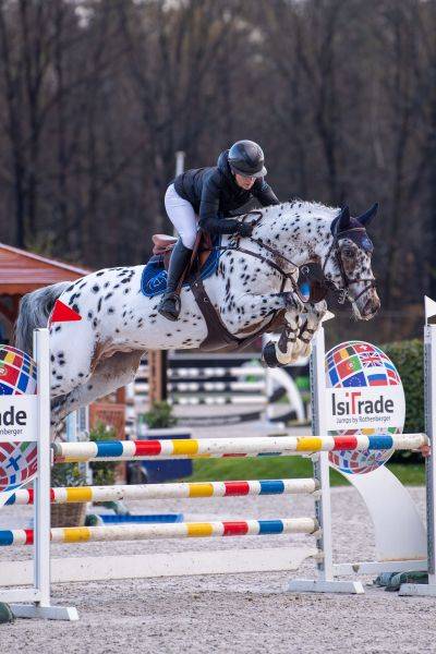 Colt sBs Belgian Warmblood For sale 2025 Dark Bay