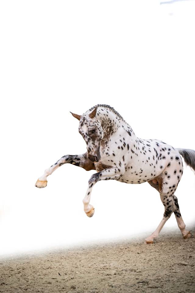 Colt sBs Belgian Warmblood For sale 2025 Dark Bay