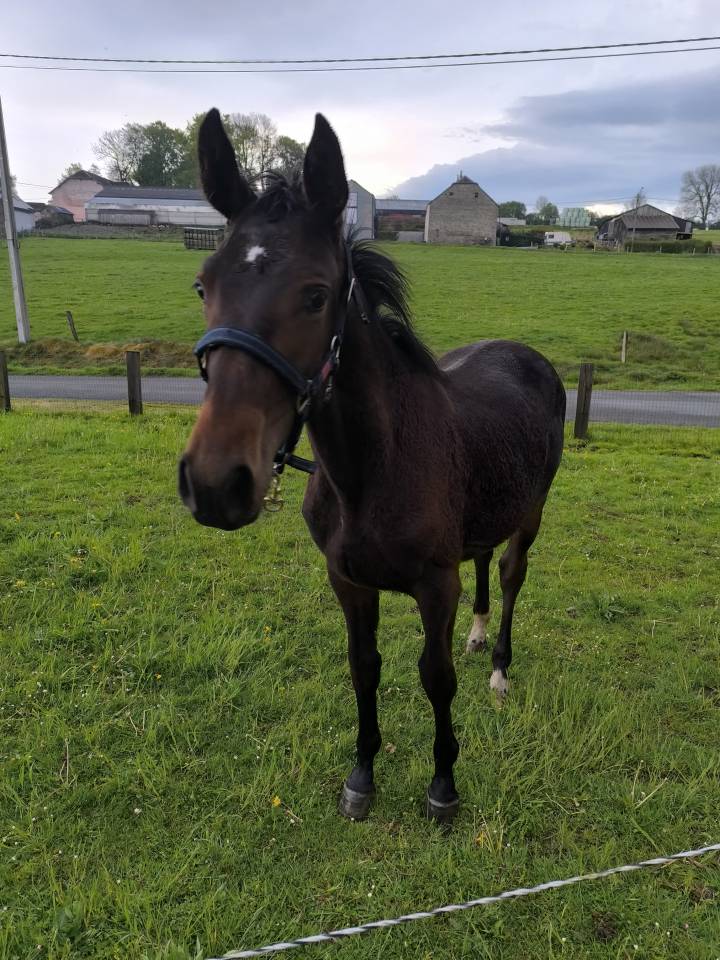Colt sBs Belgian Warmblood For sale 2025 Dark Bay