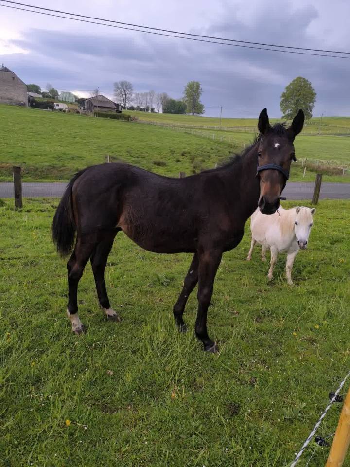 Colt sBs Belgian Warmblood For sale 2025 Dark Bay