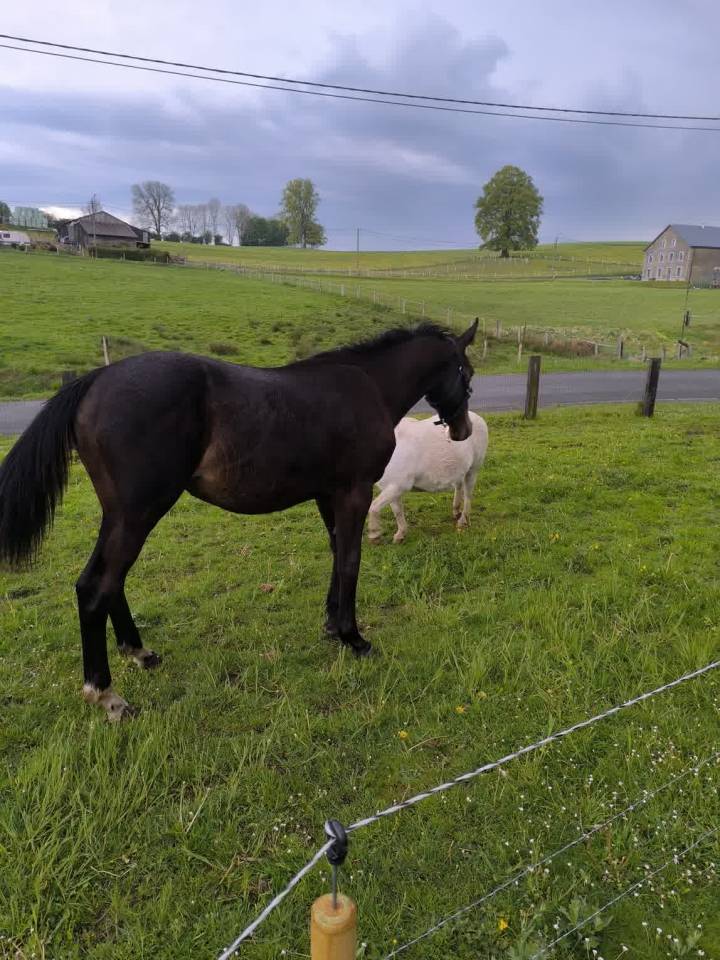 Colt sBs Belgian Warmblood For sale 2025 Dark Bay