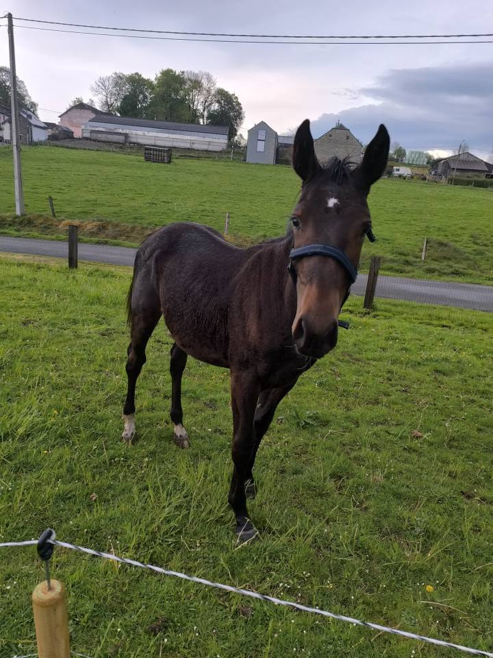 Colt sBs Belgian Warmblood For sale 2025 Dark Bay