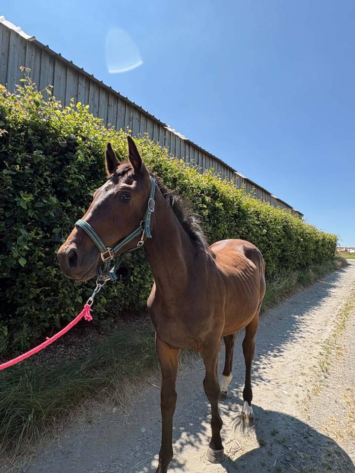 Colt sBs Belgian Warmblood For sale 2025 Dark Bay