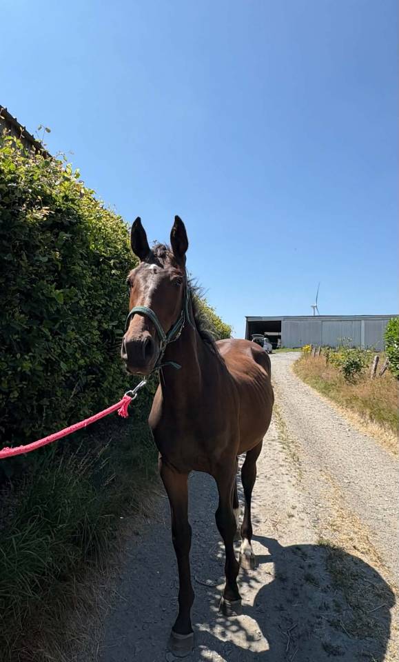 Colt sBs Belgian Warmblood For sale 2025 Dark Bay
