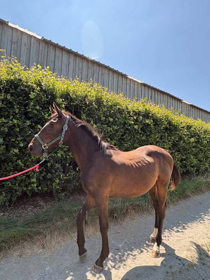 Colt sBs Belgian Warmblood For sale 2025 Dark Bay