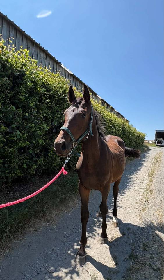 Colt sBs Belgian Warmblood For sale 2025 Dark Bay