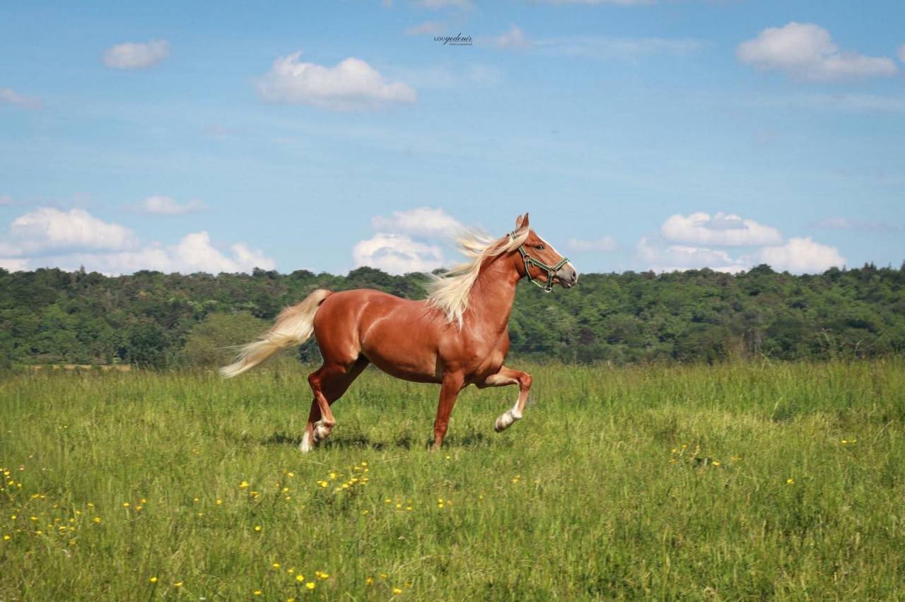 Gelding French Saddle Pony For sale 2023 Palomino