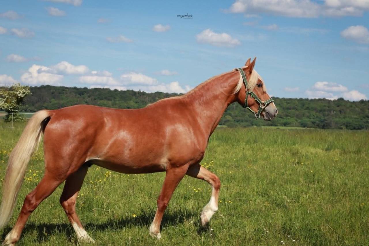 Gelding French Saddle Pony For sale 2023 Palomino