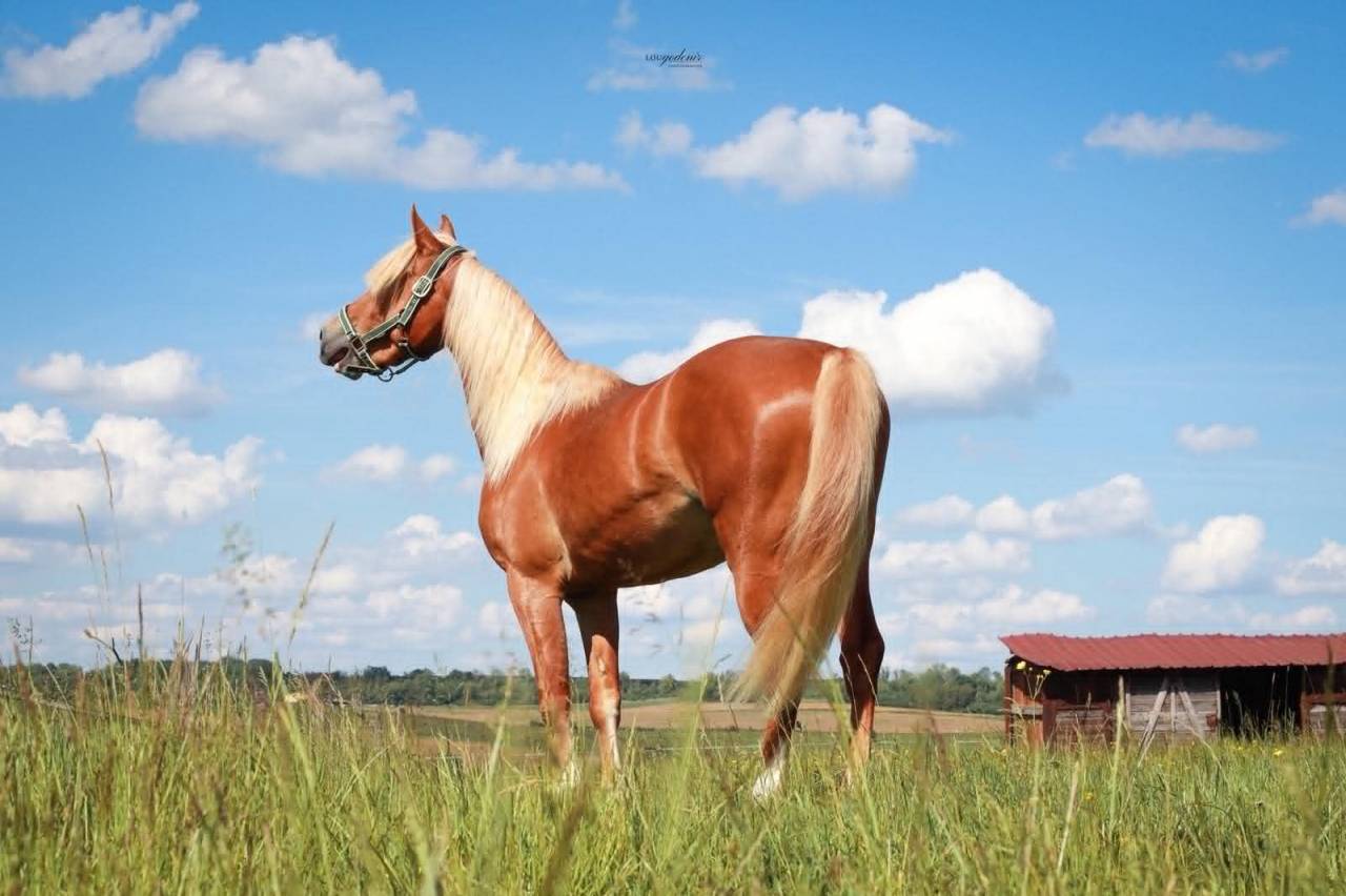 Gelding French Saddle Pony For sale 2023 Palomino