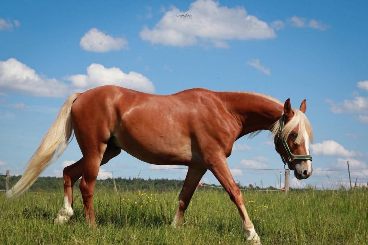 Gelding French Saddle Pony For sale 2023 Palomino