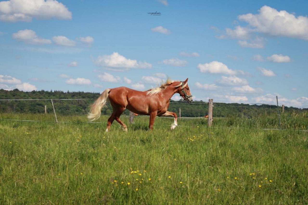 Gelding French Saddle Pony For sale 2023 Palomino