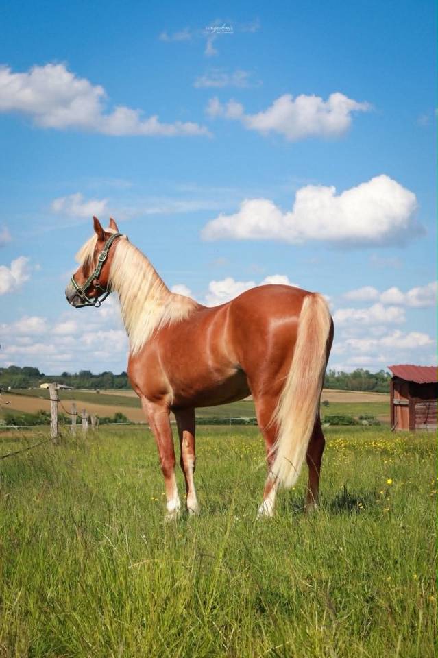 Gelding French Saddle Pony For sale 2023 Palomino