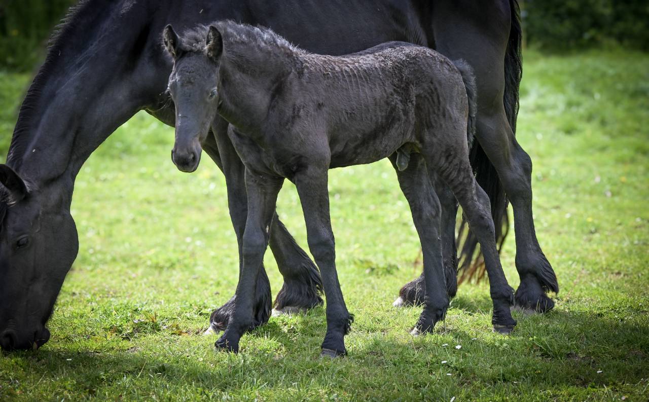 Colt Friesian For sale 2026 Black