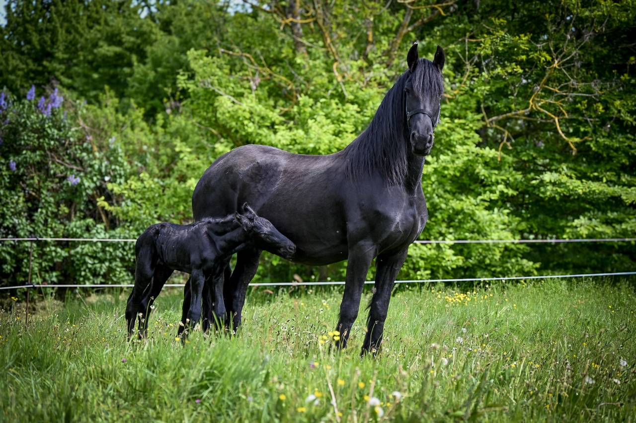 Colt Friesian For sale 2026 Black