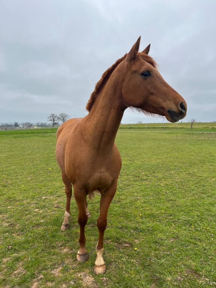Gelding Arabian Half Blood For sale 2019 Chesnut