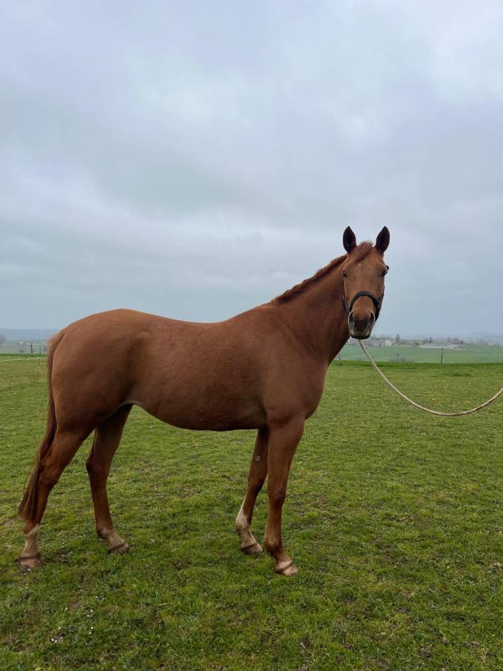 Gelding Arabian Half Blood For sale 2019 Chesnut