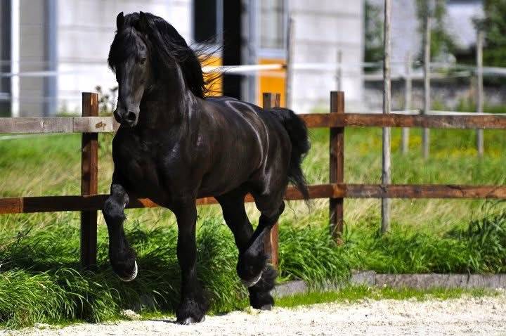 Colt Friesian For sale 2026 Black