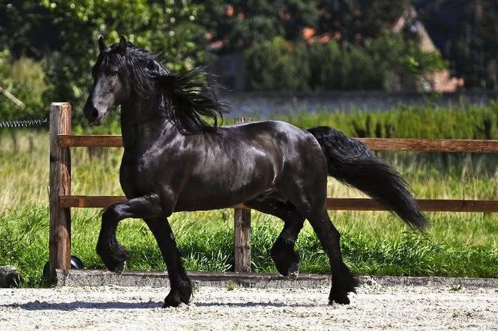 Colt Friesian For sale 2026 Black