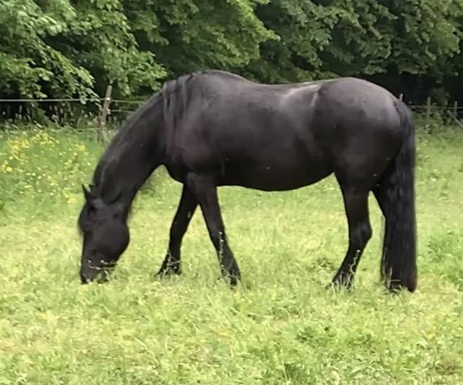 Colt Friesian For sale 2026 Black