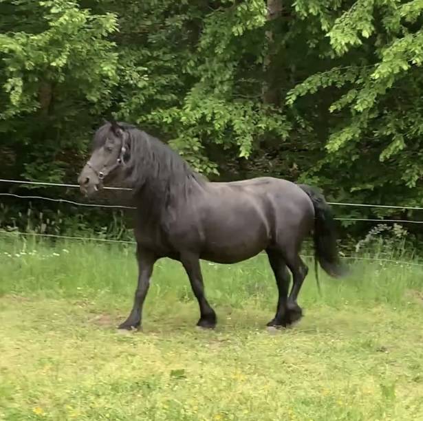Colt Friesian For sale 2026 Black