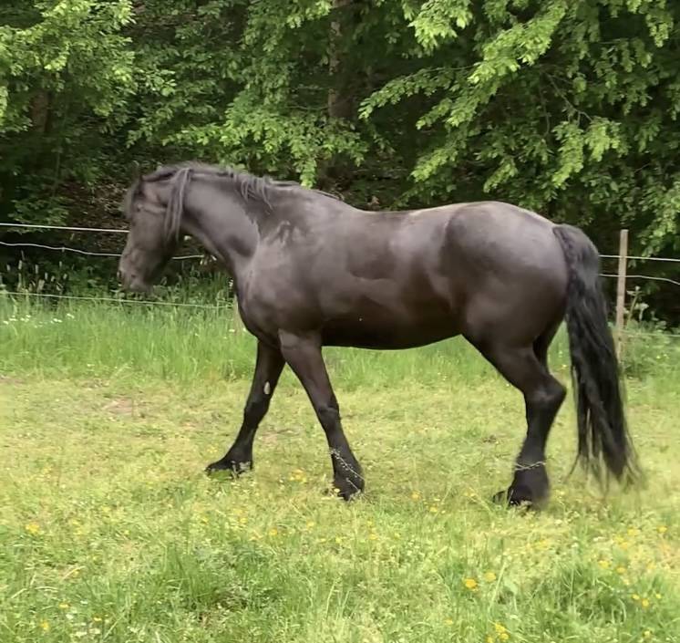 Colt Friesian For sale 2026 Black