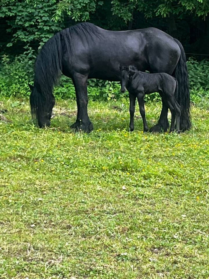 Colt Friesian For sale 2026 Black