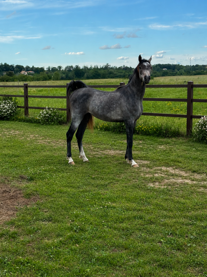Entire Arabian Thoroughbred For sale 2023 Grey