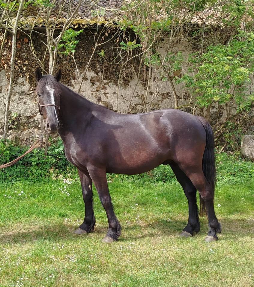 Gelding Connemara For sale 2022 Black