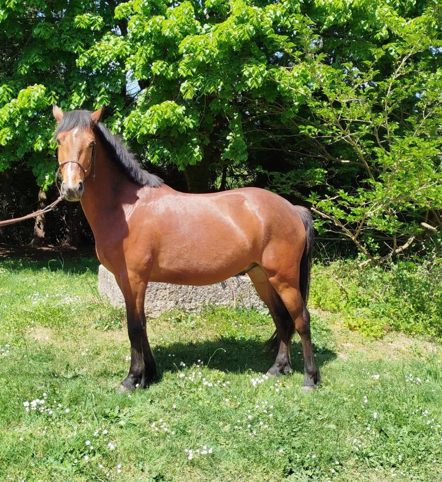 Gelding Connemara For sale 2022 Black