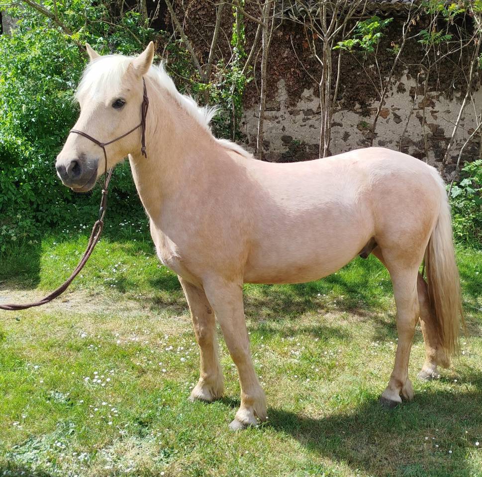 Gelding Connemara For sale 2022 Black