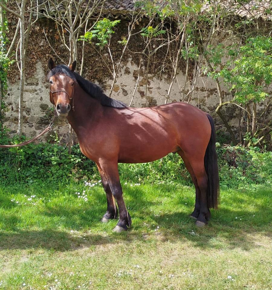Gelding Connemara For sale 2022 Black