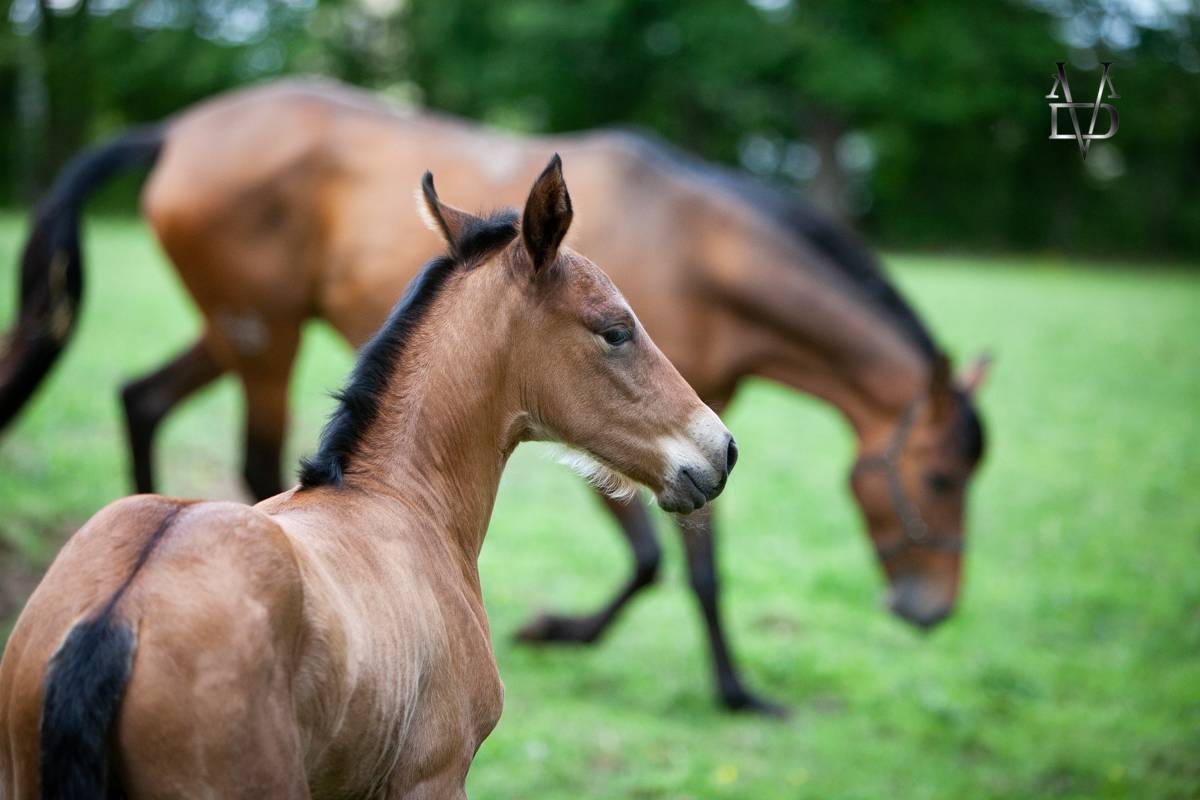 Colt PRE Pure Spanish Bred For sale 2026 Bay