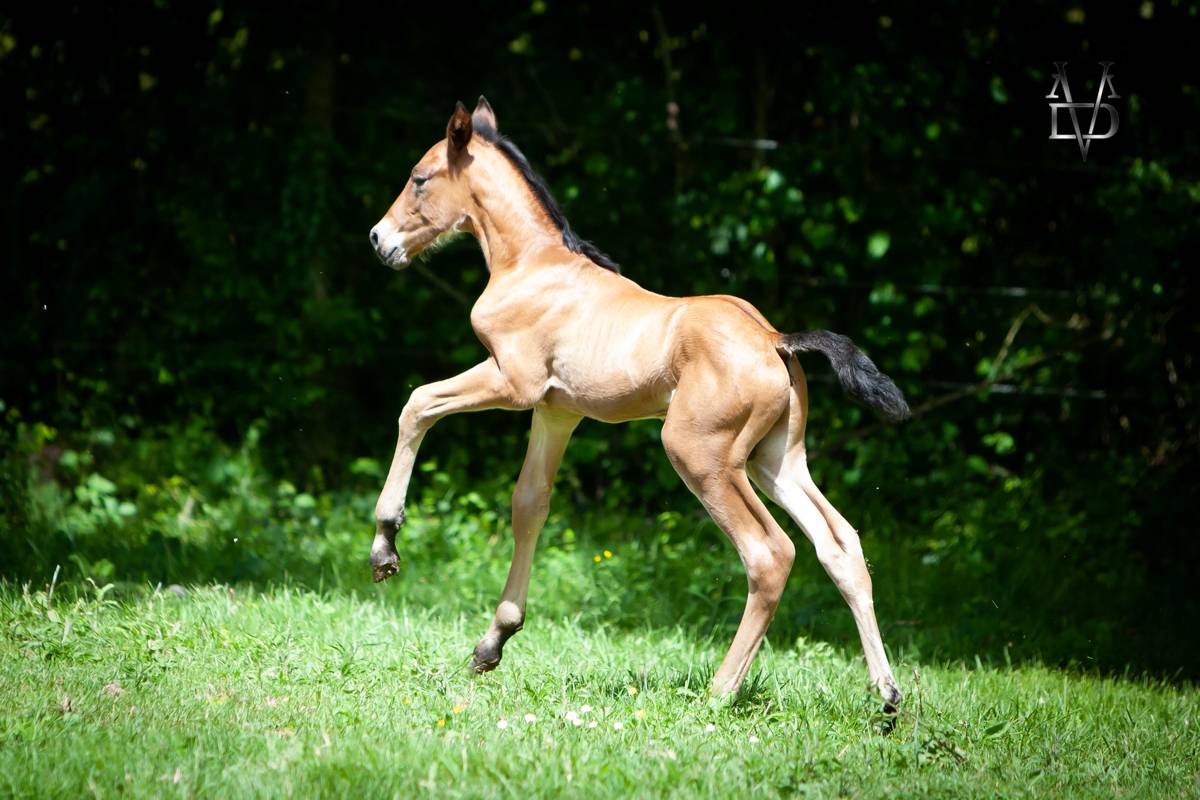 Colt PRE Pure Spanish Bred For sale 2026 Bay