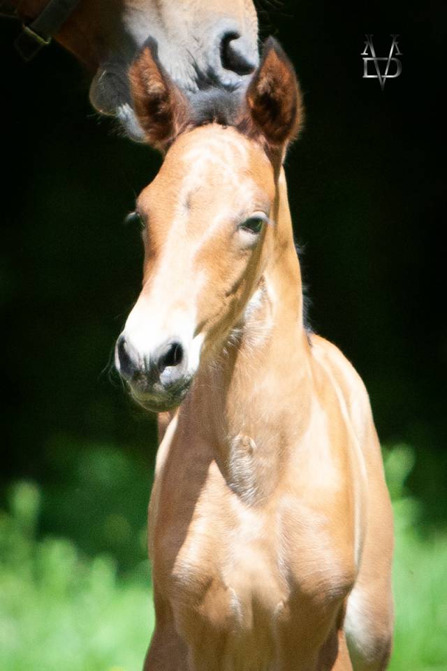 Colt PRE Pure Spanish Bred For sale 2026 Bay