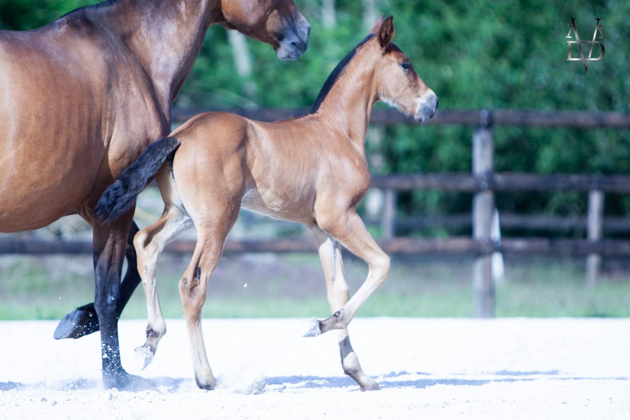 Colt PRE Pure Spanish Bred For sale 2026 Bay