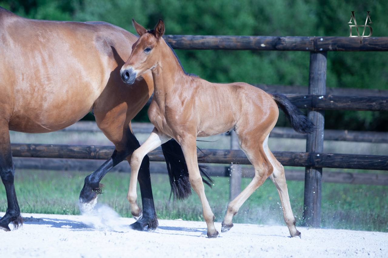 Colt PRE Pure Spanish Bred For sale 2026 Bay