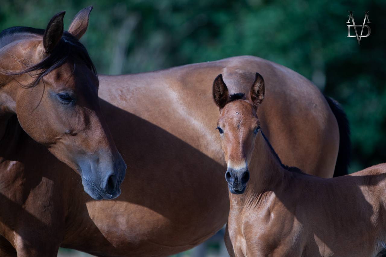 Colt PRE Pure Spanish Bred For sale 2026 Bay