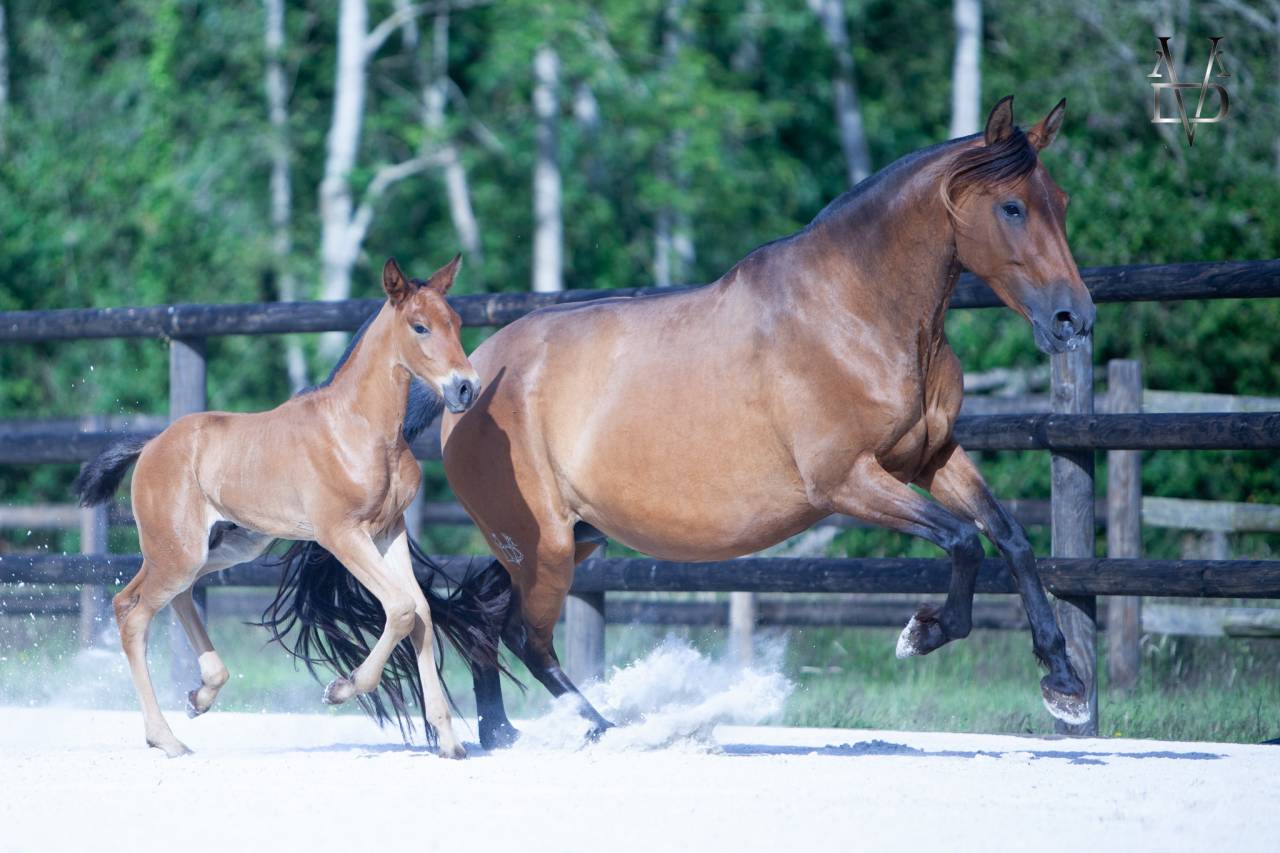 Colt PRE Pure Spanish Bred For sale 2026 Bay