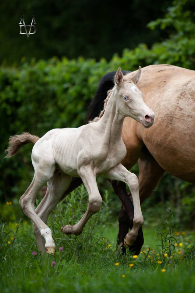 Colt PRE Pure Spanish Bred For sale 2026 Perlino