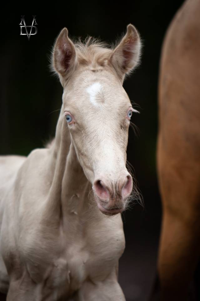Colt PRE Pure Spanish Bred For sale 2026 Perlino