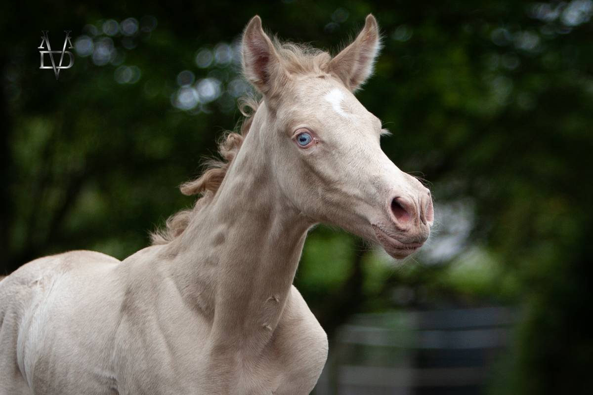 Colt PRE Pure Spanish Bred For sale 2026 Perlino