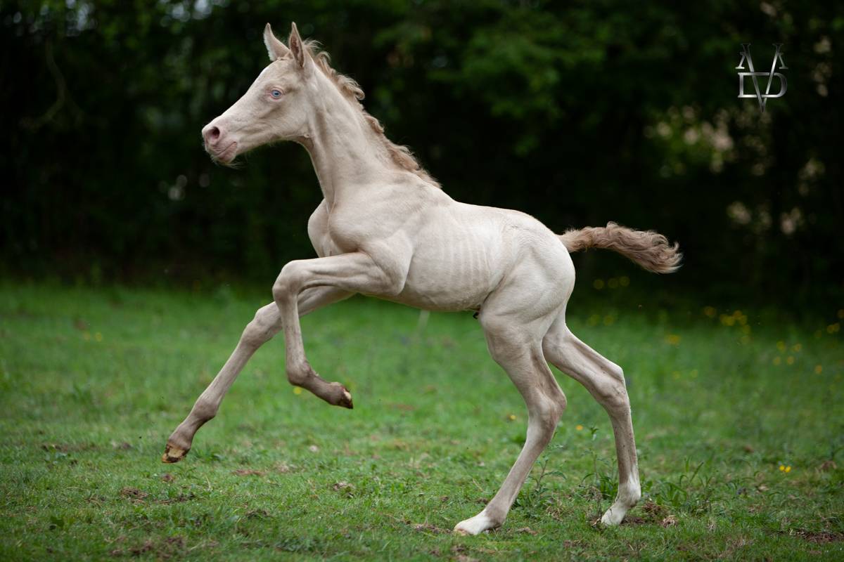Colt PRE Pure Spanish Bred For sale 2026 Perlino