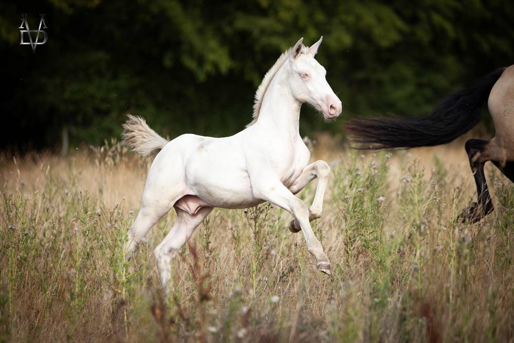 Colt PRE Pure Spanish Bred For sale 2026 Perlino