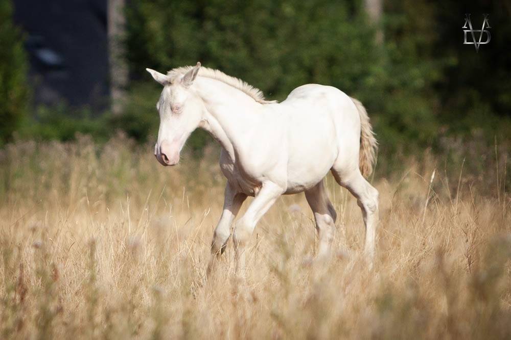 Colt PRE Pure Spanish Bred For sale 2026 Perlino