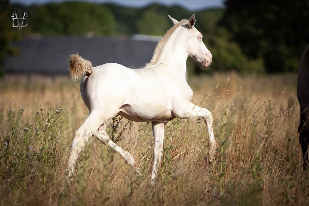 Colt PRE Pure Spanish Bred For sale 2026 Perlino