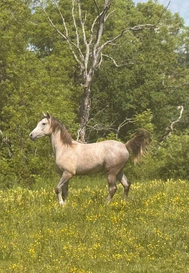 Gelding Arabian For sale 2025 Grey