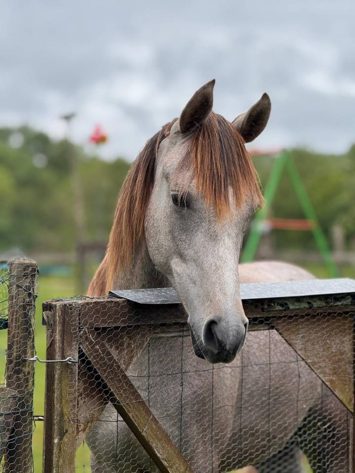 Gelding Arabian For sale 2025 Grey