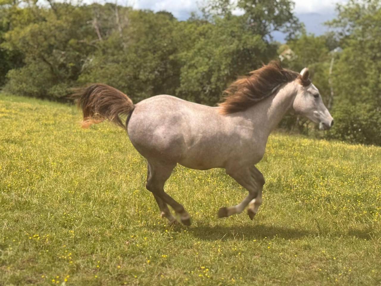 Gelding Arabian For sale 2025 Grey