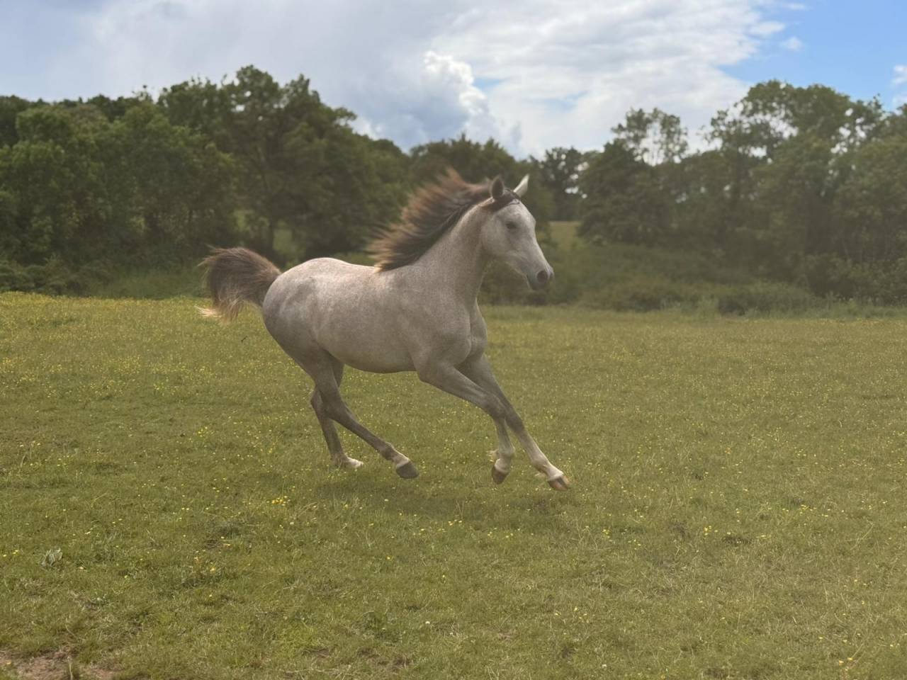 Gelding Arabian For sale 2025 Grey